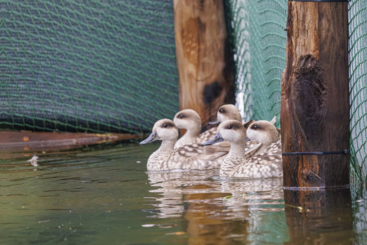 A challenging rescue mission that will significantly reinforce the small remaining popul - Bild 2